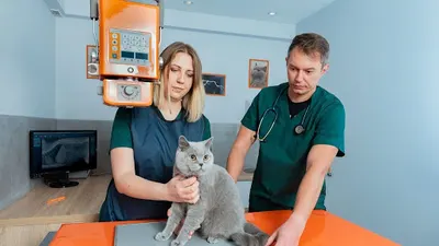 AniCura Wróblewscy Przychodnia Weterynaryjna z tomografem komputerowym