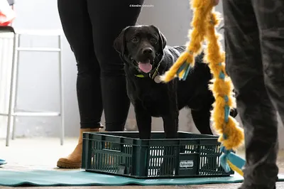 Proud Dog - Szkolenie psów i terapia behawioralna, terapia lęku separacyjnego, psie przedszkole, nosework